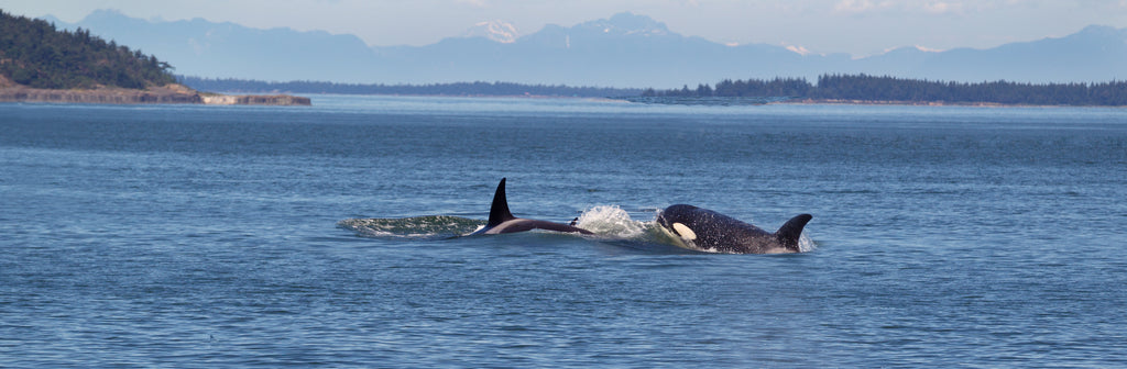 Wales near San Juan Island, Washington