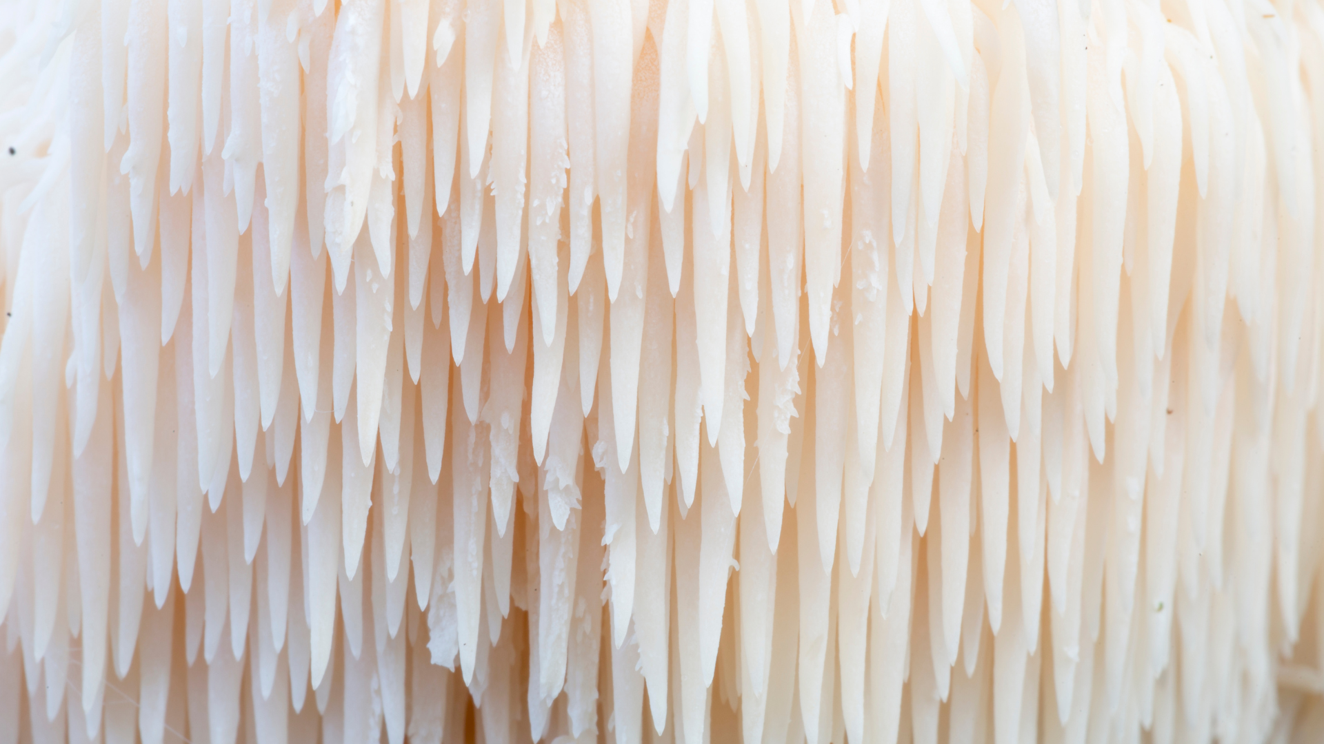 Lion's mane mushroom