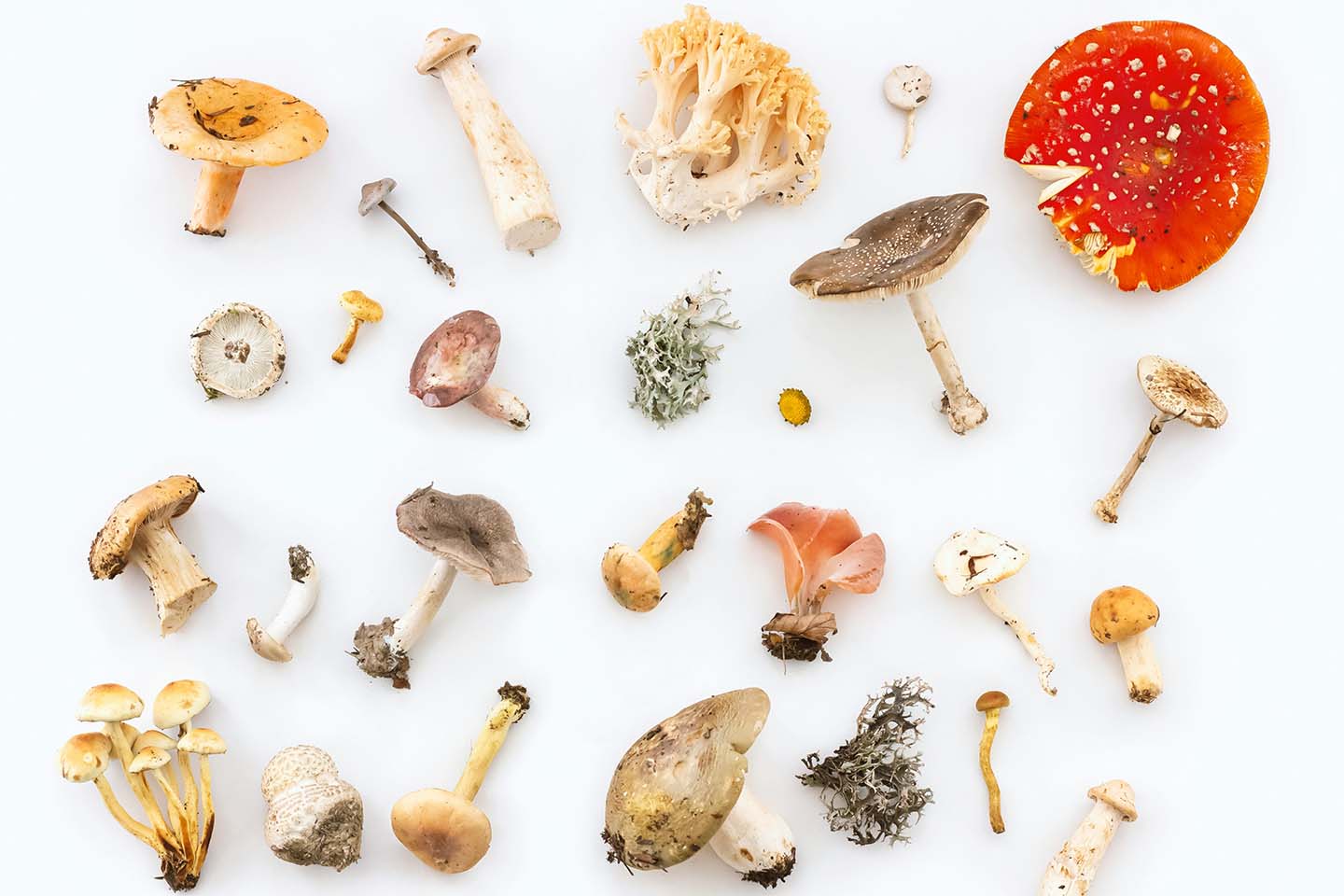 Variety of mushrooms on a white surface