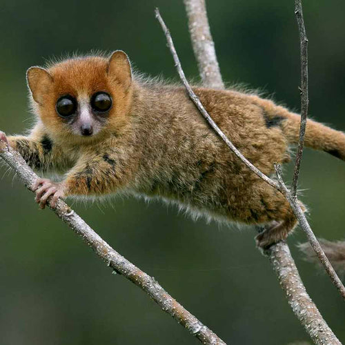 bush-baby.jpg__PID:b7257e0b-dd86-4594-bc58-e16a039202d3