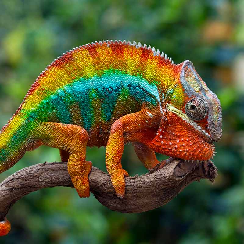 chameleon.jpg__PID:257e0bdd-8605-44bc-98e1-6a039202d30f