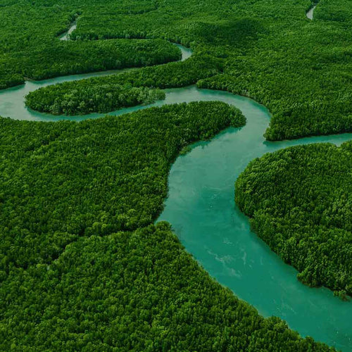 mangrove-above-sq.jpg__PID:f35d6bc6-02c6-4c04-bd88-888be2c3c49d
