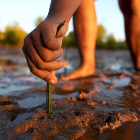 tree-planting-1.jpg__PID:7280eea8-e665-4e85-b6a7-4a5352a1f545