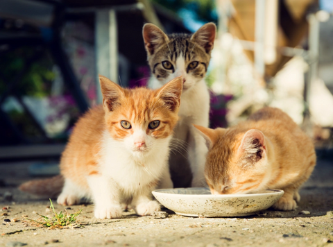 Spaying-Feral-cat