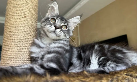 maine coon catnip further toy