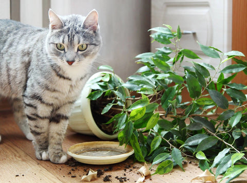 Grooming-Whiskers-Tail