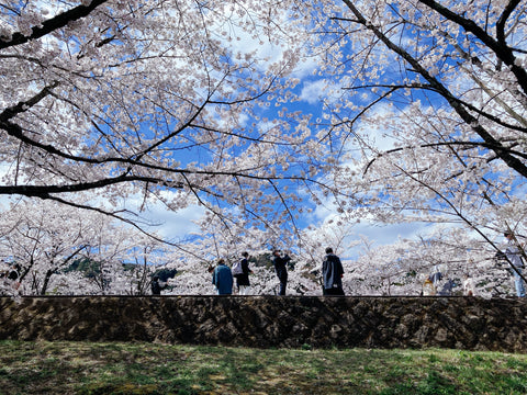 Sakura wedding photo in Kyoto Japan