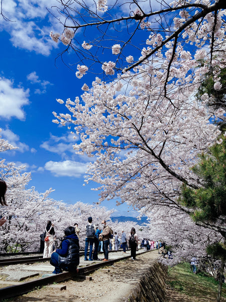 Sakura wedding photo in Kyoto Japan