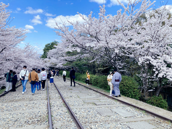 Sakura wedding photo in Kyoto Japan