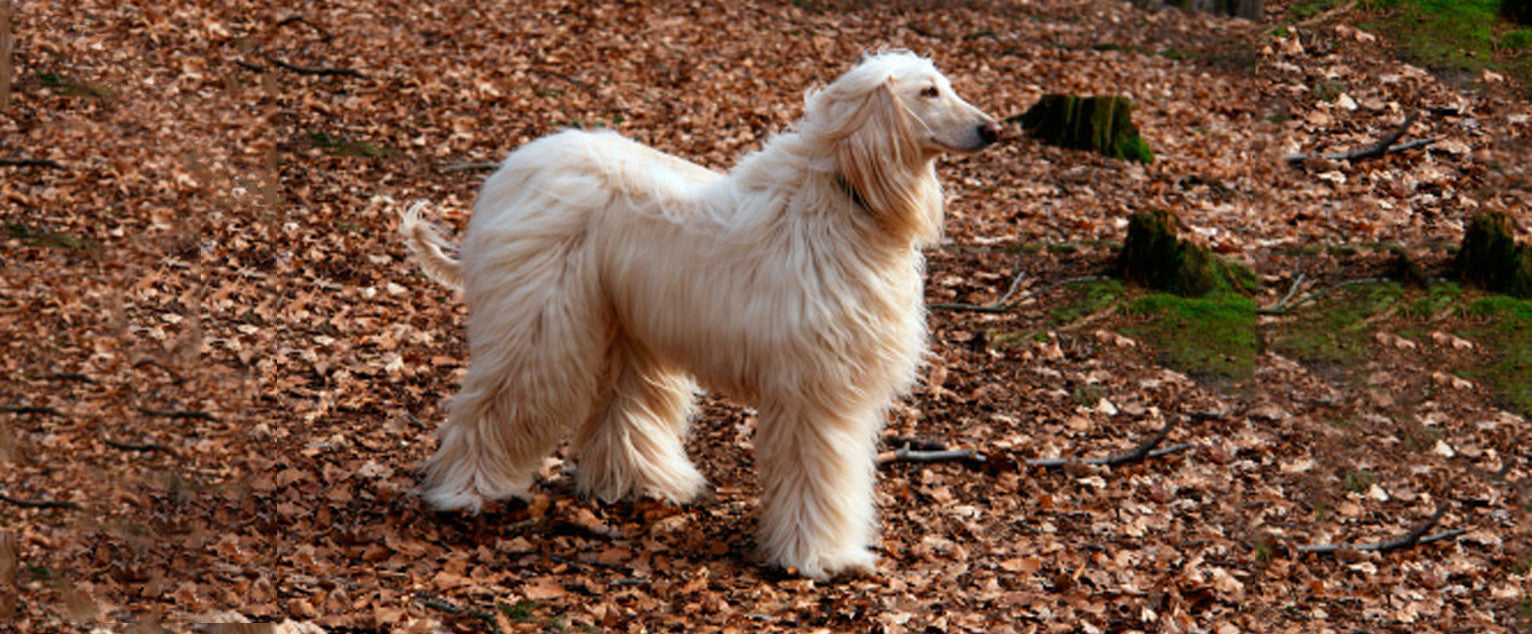 how do you groom afghan hound