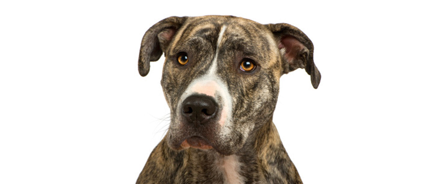 are staffordshire terriers socialized