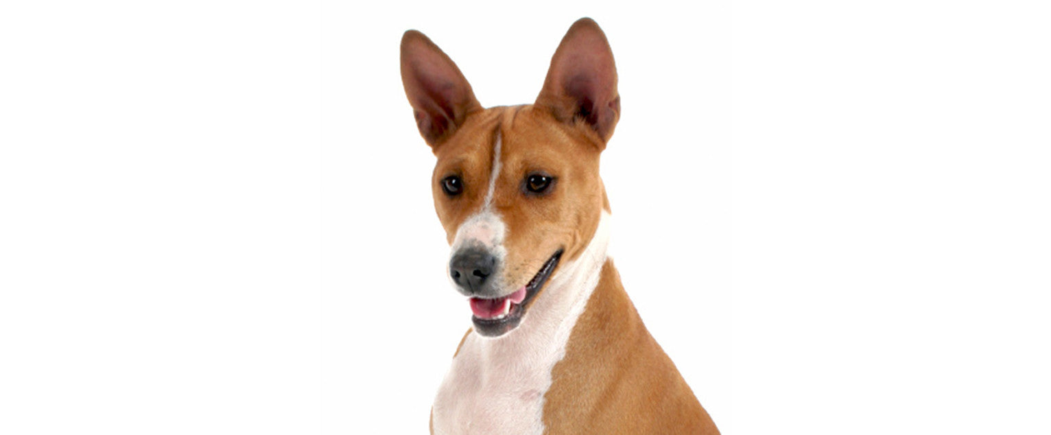 basenji girl or boy who will you choose