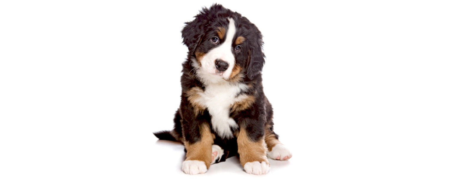 Bernese Mountain Dog - Wooftown