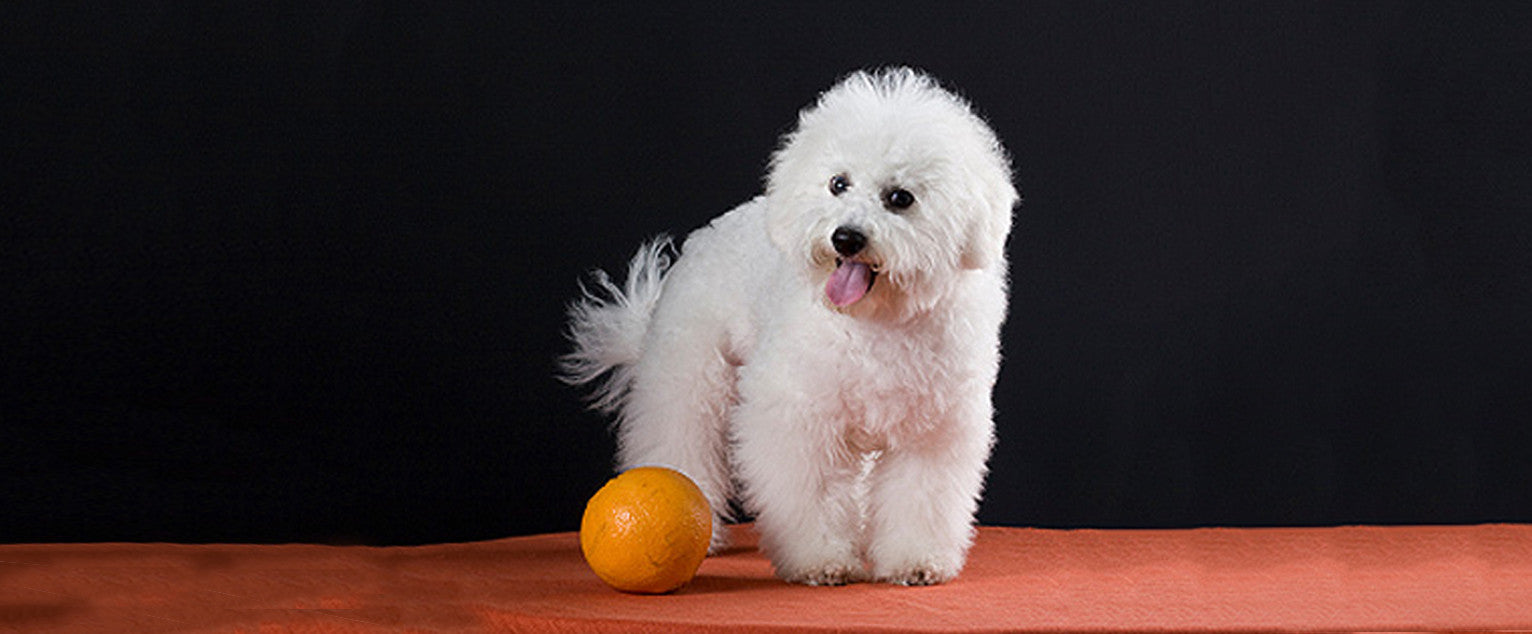 what human food can bichon frise eat