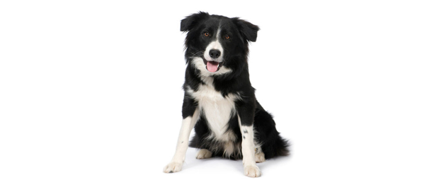 are border collies dogs good sheep dogs