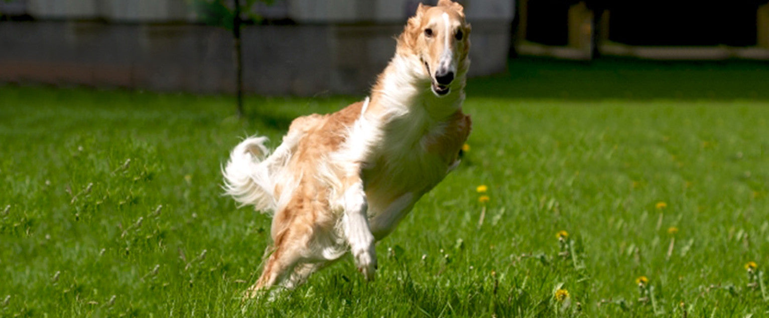 what kind of dog toys does a borzoi like