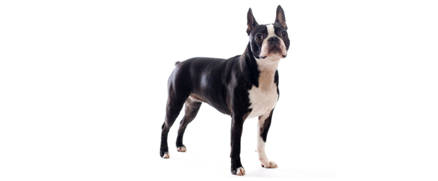 are boston terriers really playful