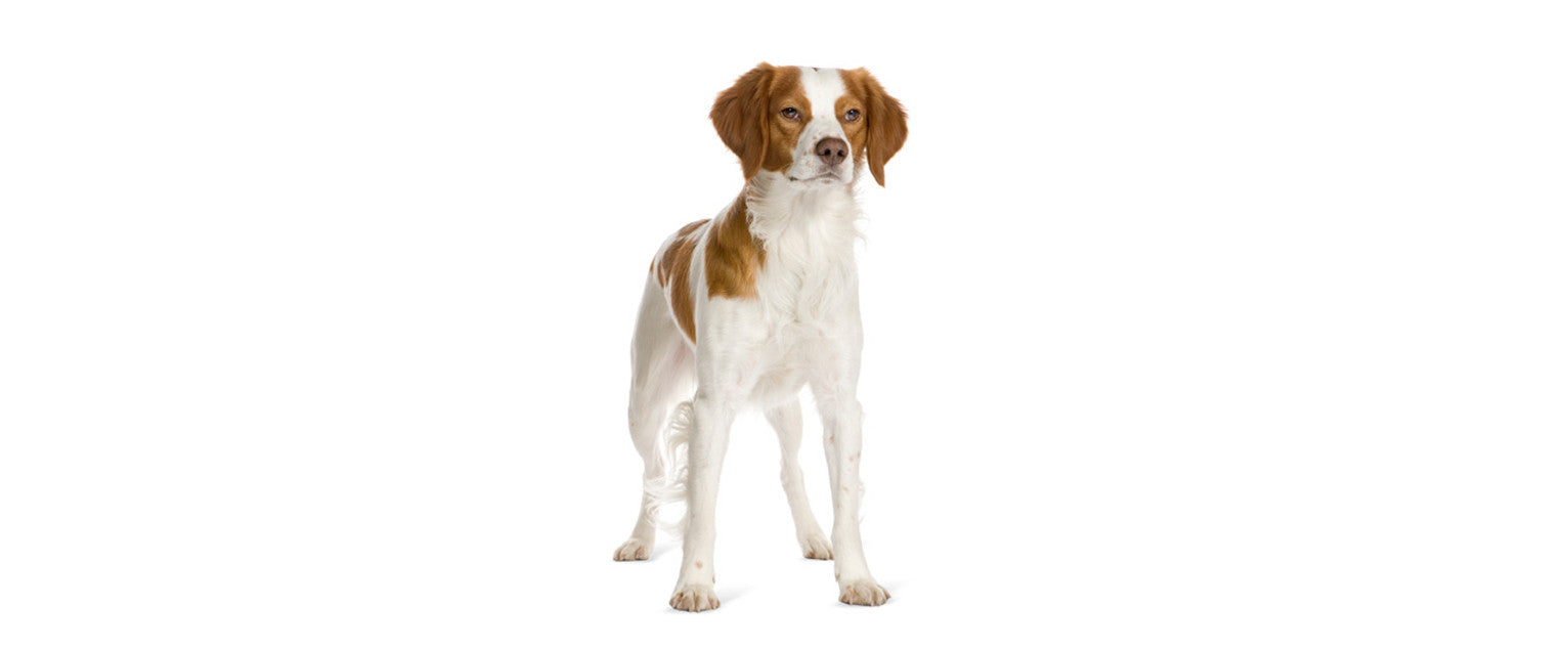 are brittany dogs friendly