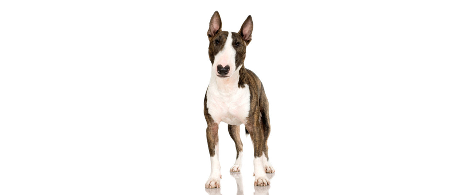 do bull terriers bark