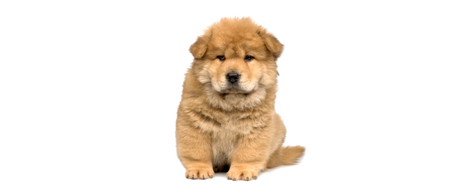 are chow chows good guard dogs