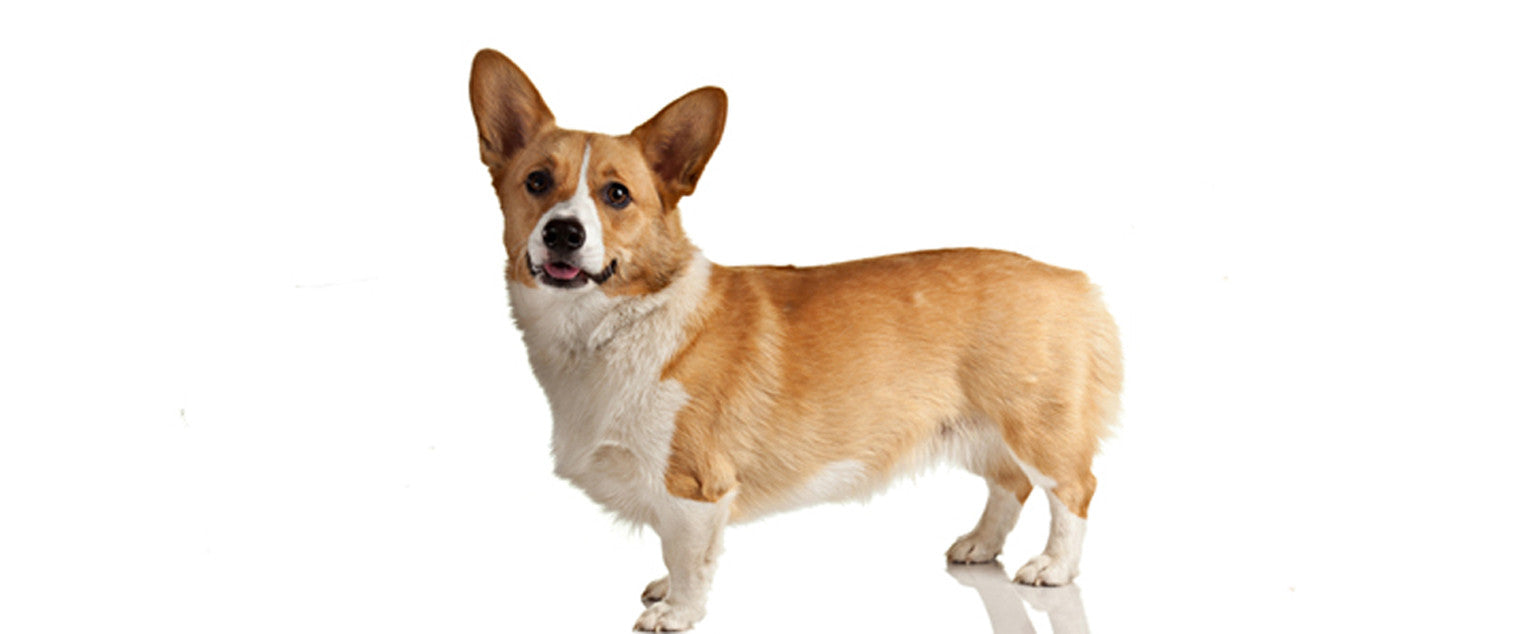 are pembroke welsh corgis friendly or dangerous to strangers