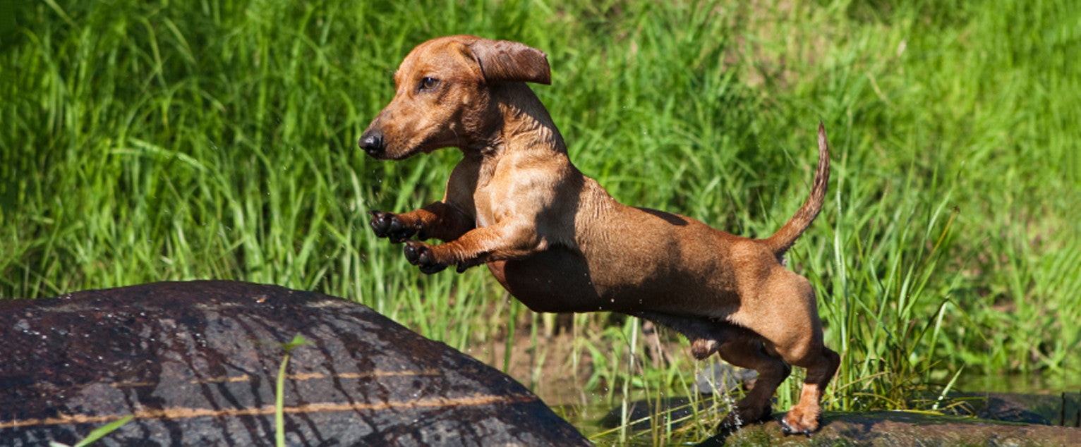 are dachshunds stubborn dogs