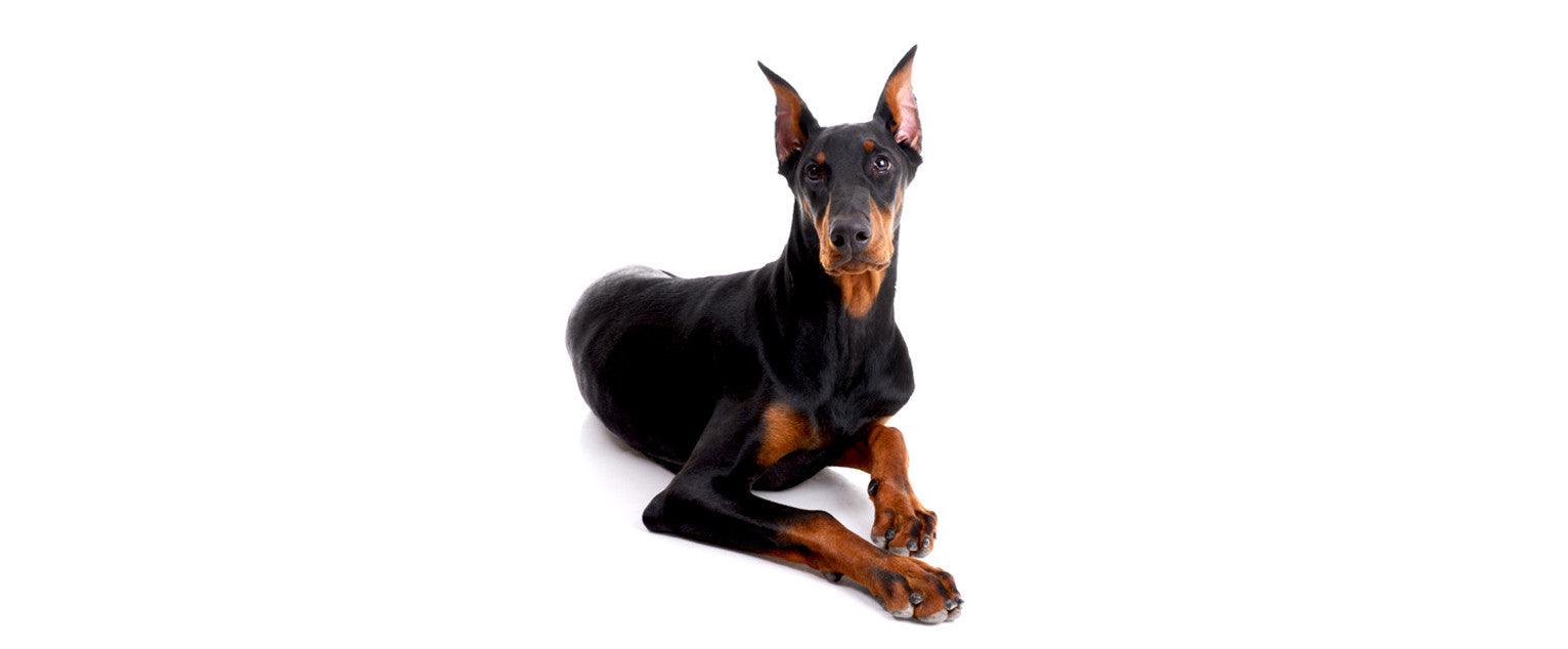 how many times a day should i feed my doberman