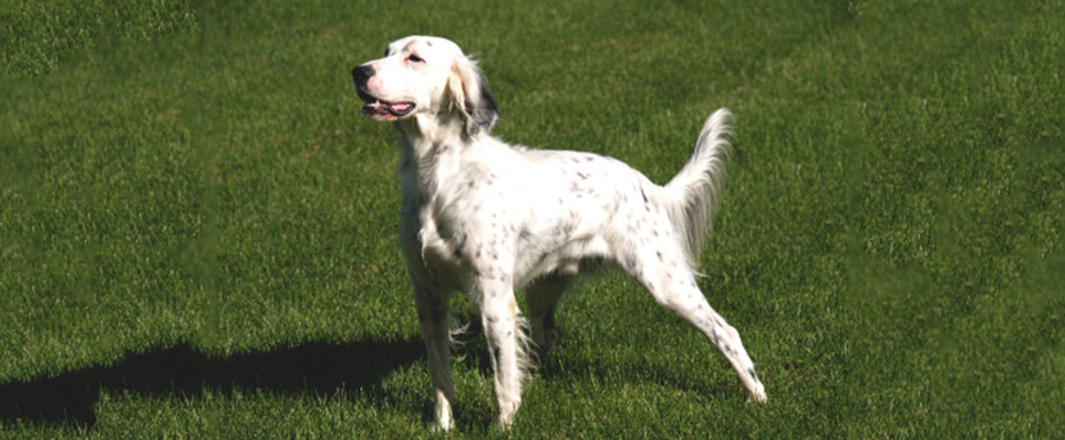 what is the breed of english setter