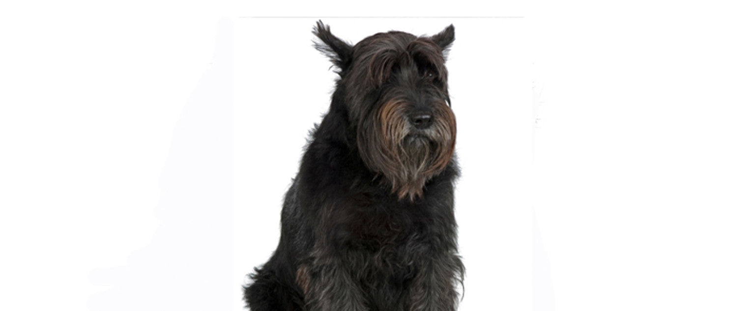 are giant schnauzers smart dogs