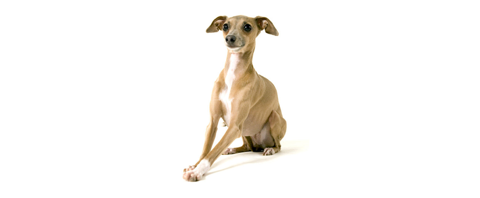 are italian greyhound puppies good for kids