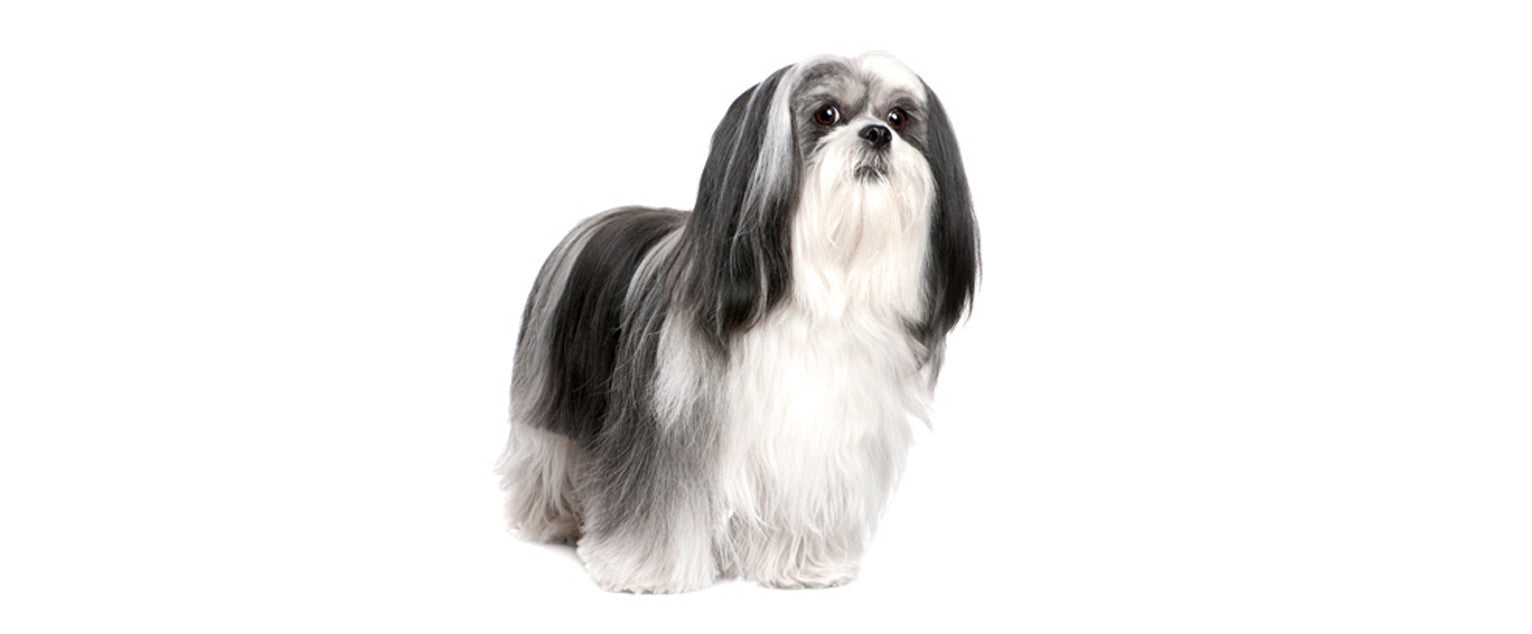 is a lhasa apso a good family dog