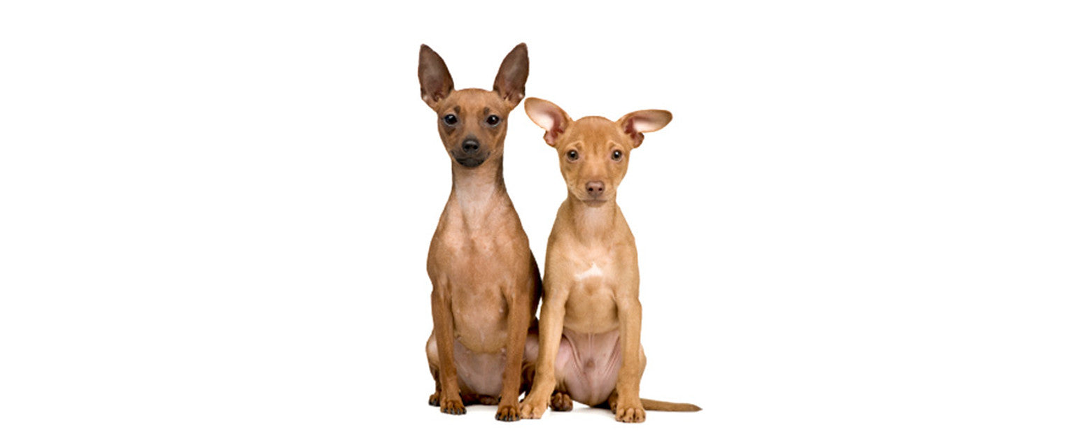 how much does a miniature pinscher dogshed