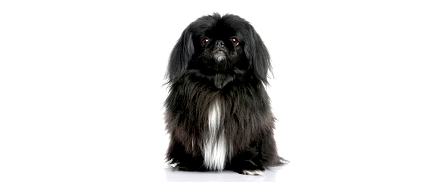 are bones easily digested by a pekingese