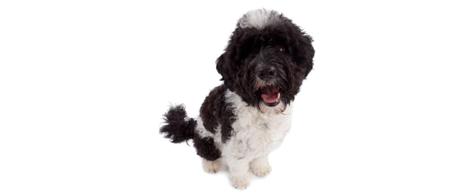 can portuguese water dogs be left alone