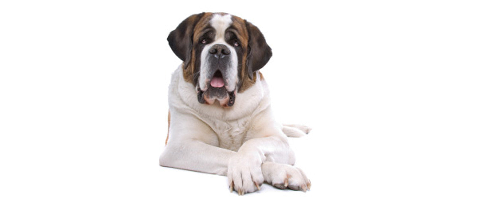 are st bernards intelligent dogs