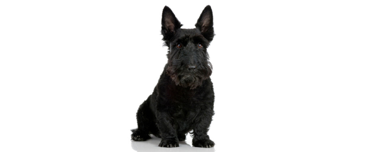 how often do you bathe a scottish terrier