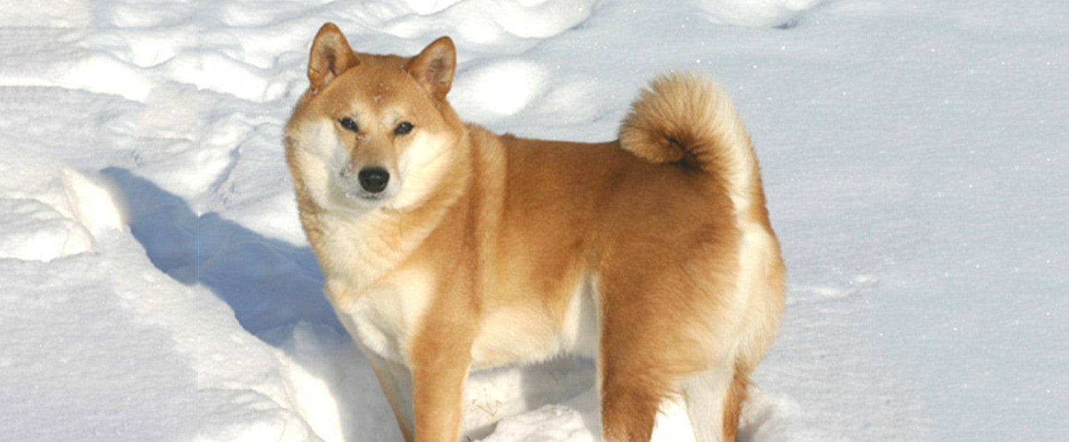 are shiba inus good guard dogs