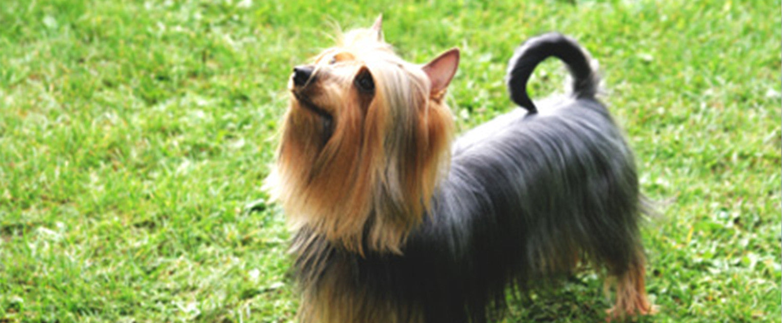 are silky terrier the most intelligent dogs