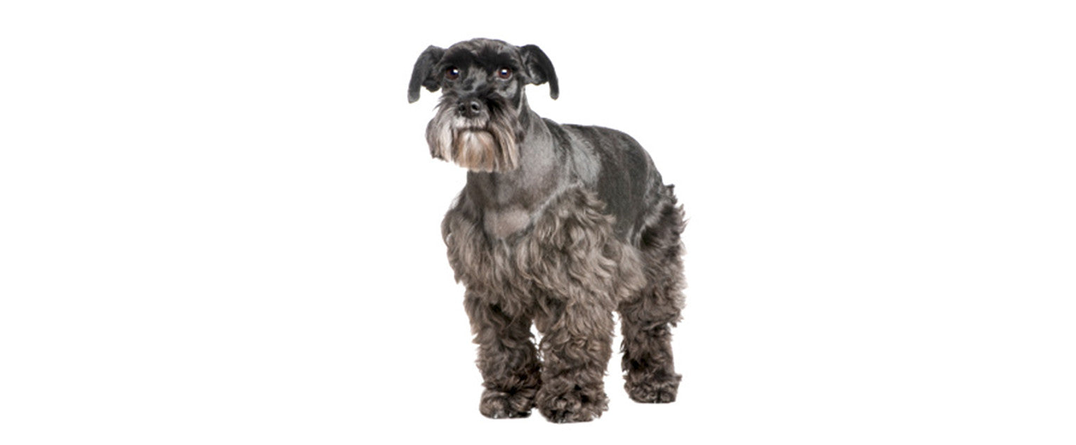 are schnauzer noisy