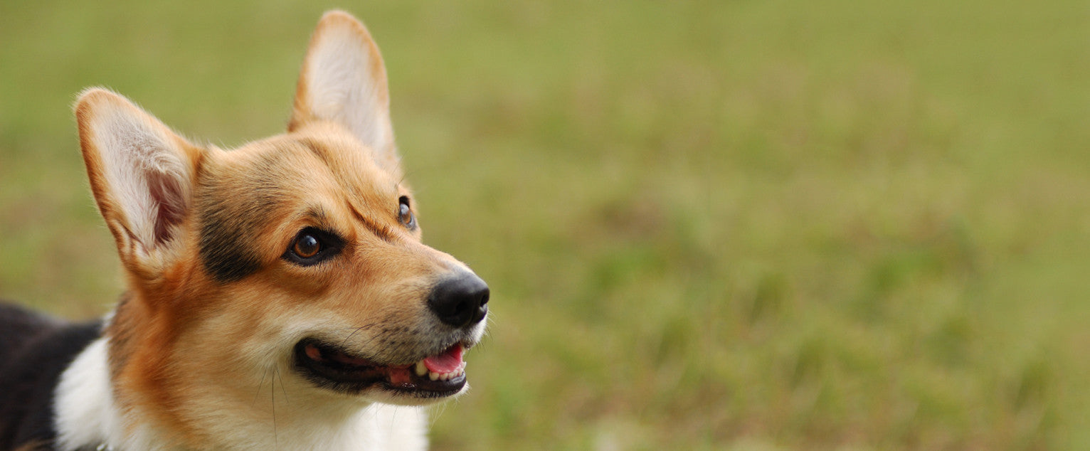 is the cardigan welsh corgi your perfect companion