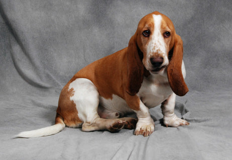 how old do basset hounds start to howl