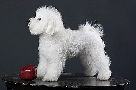 are bichon frise dogs barkers