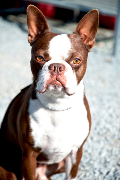 are boston terriers really playful