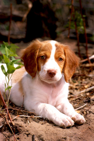 are brittany dogs friendly