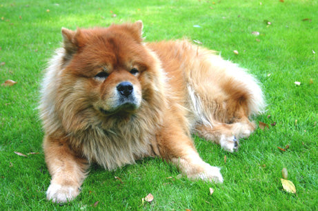 are chow chows good guard dogs