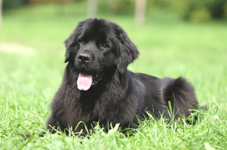 are newfoundland dogs barkers