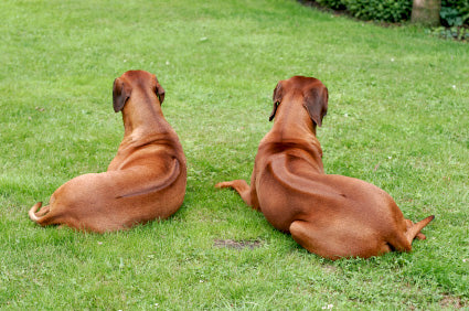 do rhodesian ridgebacks shed