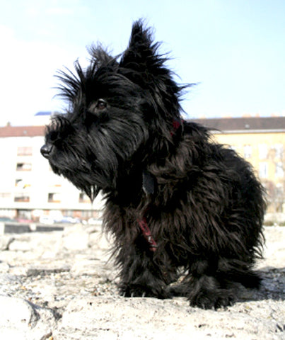 are scottish terriers barkers