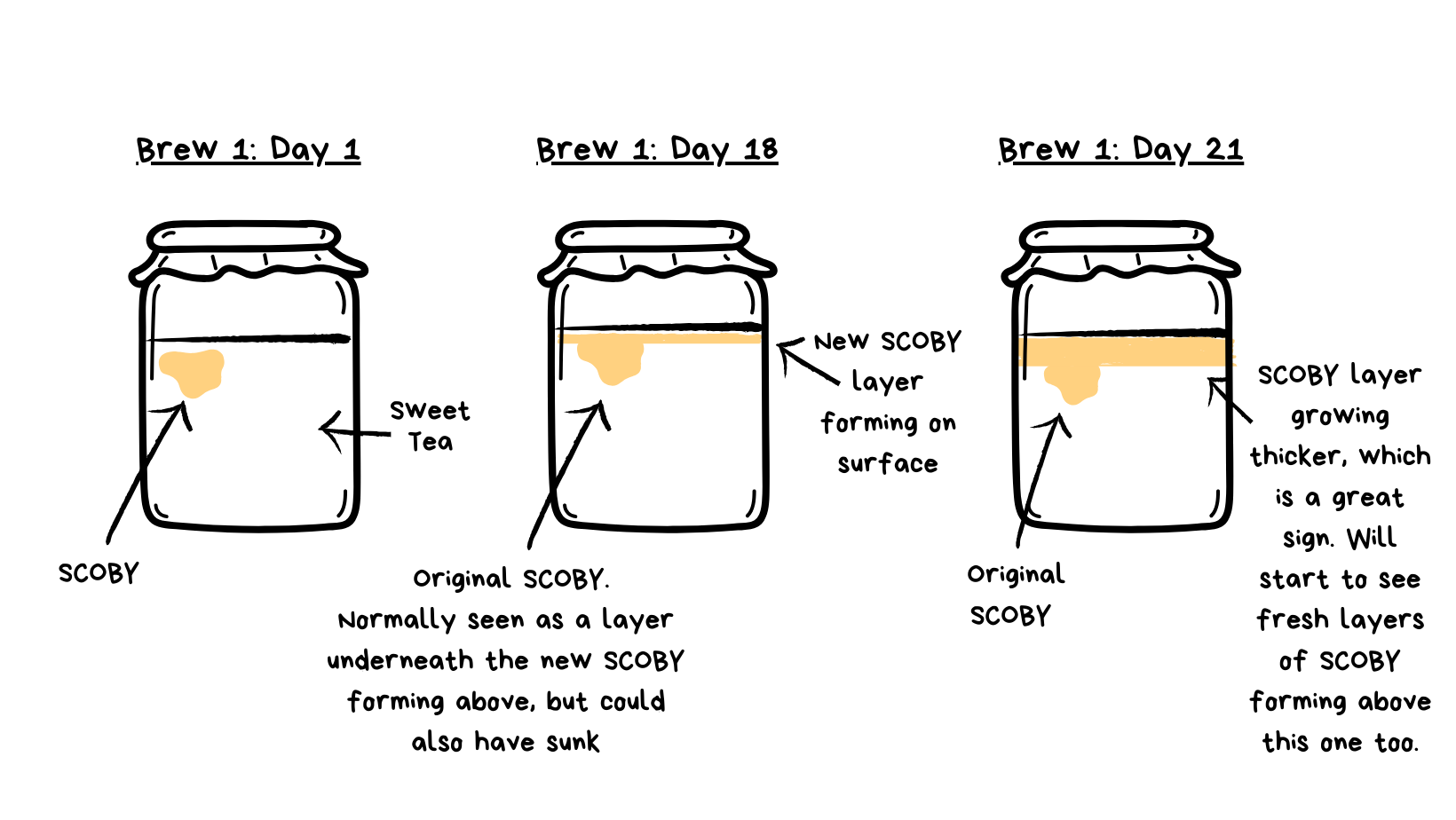 Set of animations showing step by step the growing process of the kombucha SCOBY - Understanding your SCOBY - BooChaCha
