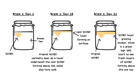 Kombucha SCOBY growth